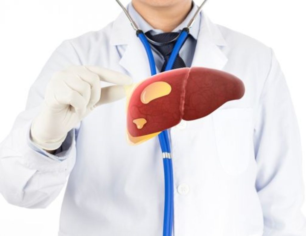 Doctor holding liver