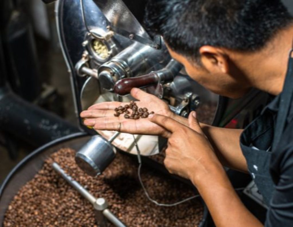 a coffee roaster picking up coffee beans